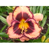 Awesome Blossem